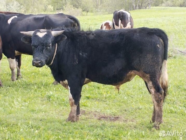 Бык, корова