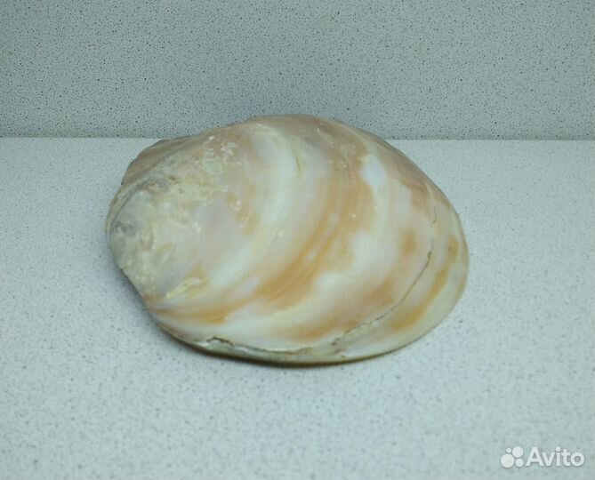 Жемчужница Куминга 17,1 морская ракушка раковина