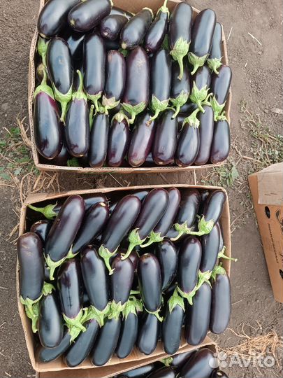 Овощи свежие оптом