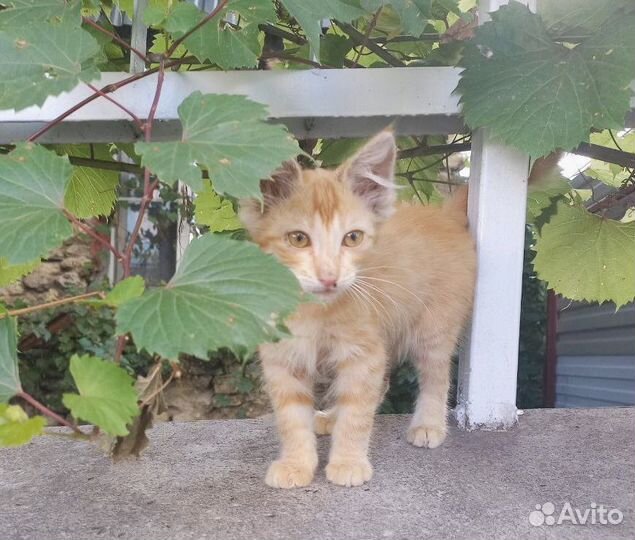 Рыжий котенок в добрые руки бесплатно