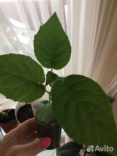 Саженцы киви