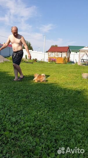 Померанский шпиц мини