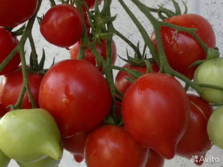 Семена томатов Буденовка