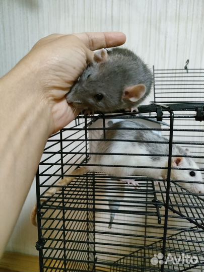 Крыса дамбо