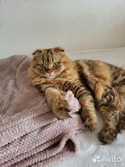 Ищем прекрасную кошечку для вязки