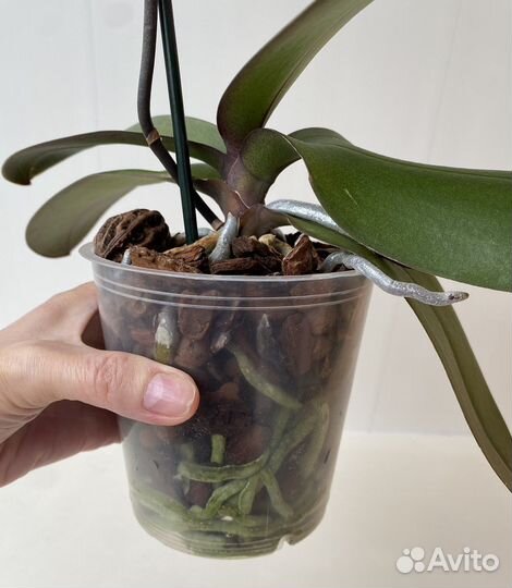 Орхидея фаленопсис