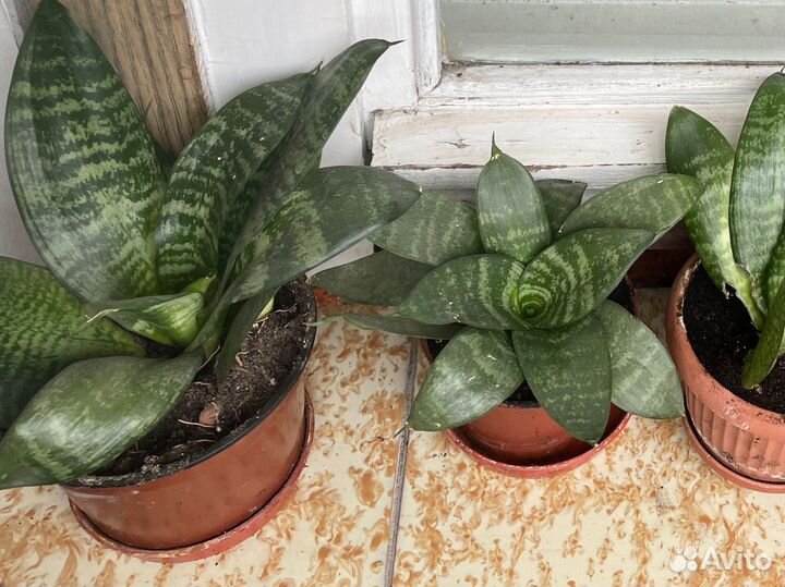 Сансевиерия