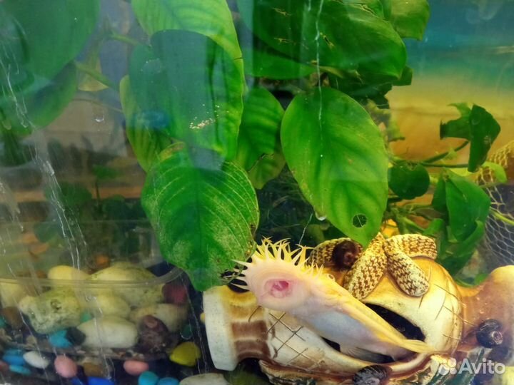 Анциструс сомики подростки и улитки