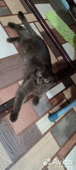 Шотландская вислоухая кошка