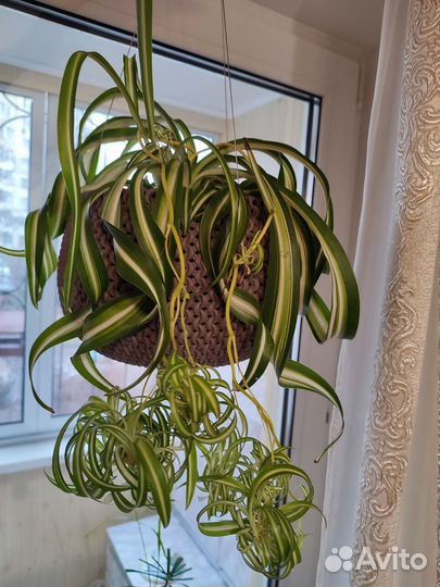 Хлорофитум кудрявый Бонни