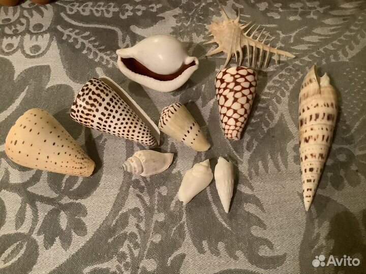 Морские раковины