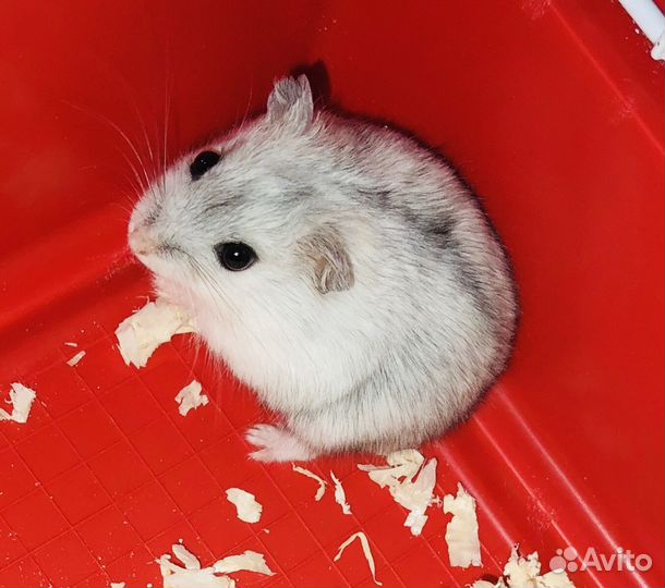 Хомяк. Не кусается. Продажа/Передержка