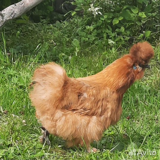 Инкубационное яйцо