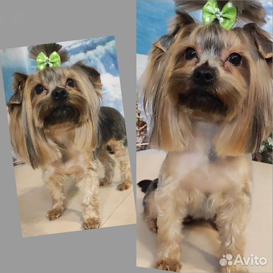 Груминг.Стрижка собак