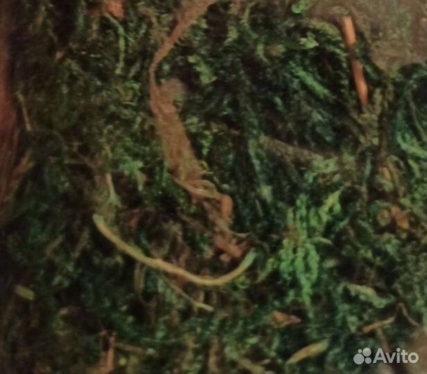 Натур. мох декоративный 50гр и Порошок флок 30гр