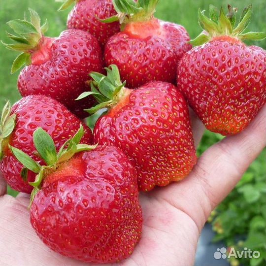 Рассада клубники