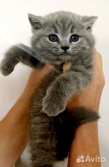 Британская кошечка