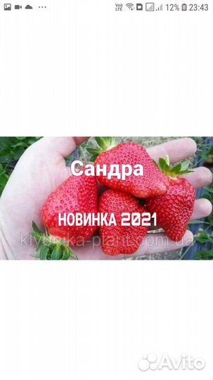 Клубника супер сорта (саженцы)