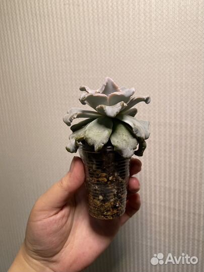 Эхеверия криспат бьюти