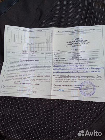 Продам щенков русской гончей