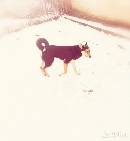 Собака в добрые руки