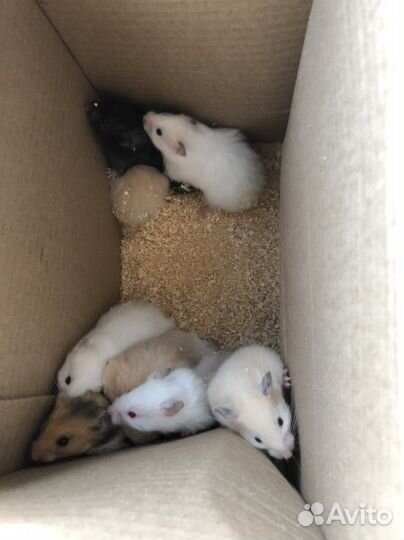 Сирийские джунгарские хомяки мышки