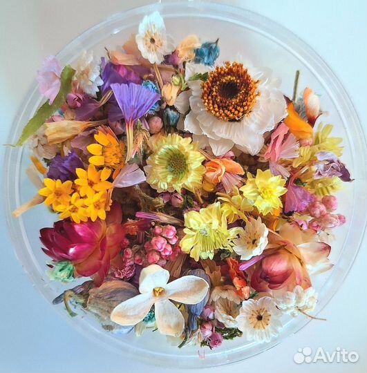 Мелкие сухоцветы для творчества самые красивые