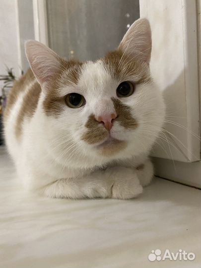 Котик Армани В добрые руки