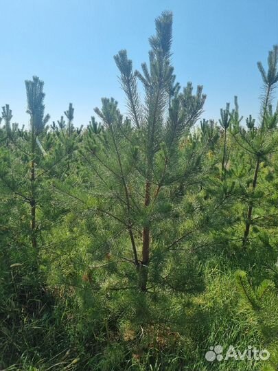 Туя, Можжевельник, ель, сосна