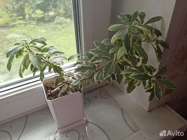 Комнатное растение Питтоспорум