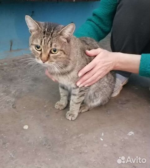 Котик ищет дом
