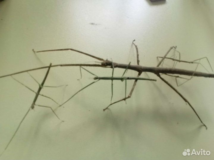 Аннамские палочники