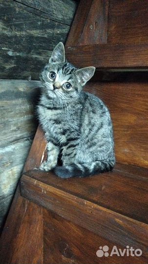 Котята в хорошие руки