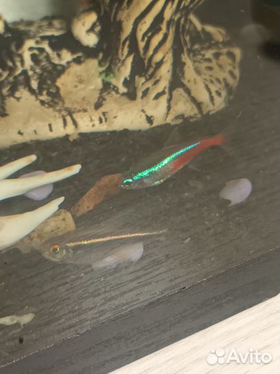 Рыбки для аквариума