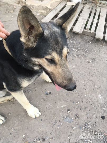 Восточноевропейская овчарка