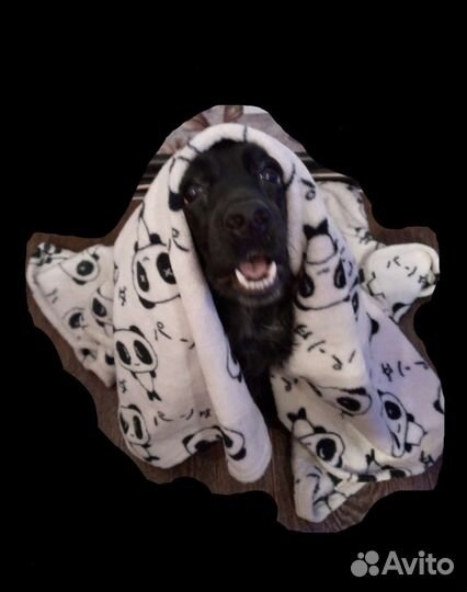 Выгул собак