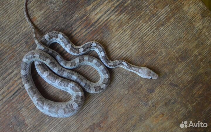 Самка маиса Pewter