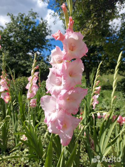 Гладиолусы луковицы