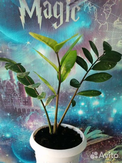 Комнатные цветы