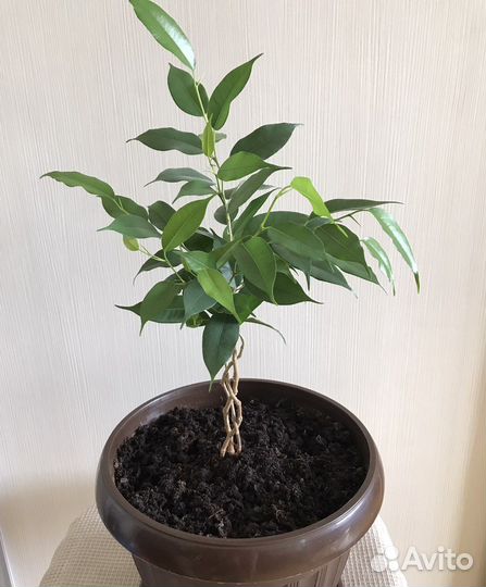 Фикус бенджамина Наташа