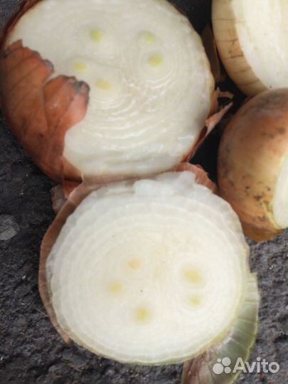 Штутгарт из севка. Стардаст. Лук на выгонку пера