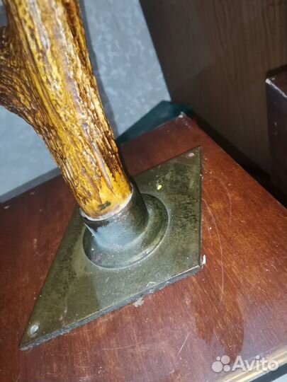 Рога косули