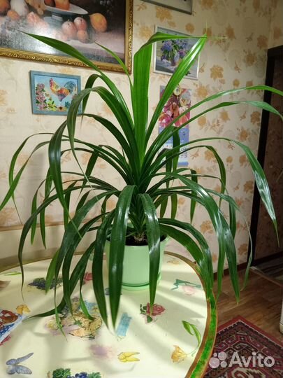 Комнатные растения цветы