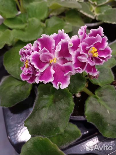 Фиалки сортовые более 70 сортов