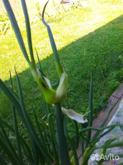 Многоярусный лук