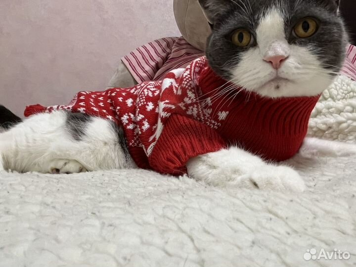 Одежда для кошек и собак