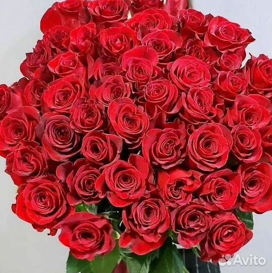 Высокие розы Гигантские розы 110