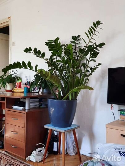 Замиокулькас