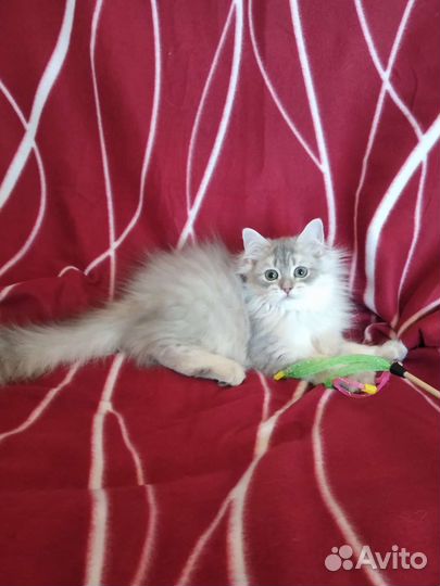 Британская длинношерстная золотая шиншилла