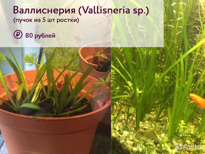 Живые аквариумные растения